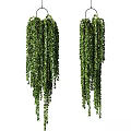 Hanging Basket Plants With Lush Green Trailing Leaves For Home Decor