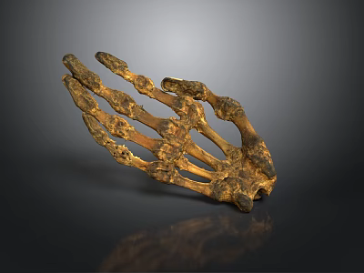 bone anatomy hand bone science medical human biological research realistic 3d model