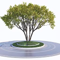 Modern Tree Pool Landscape Trees 3d model