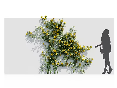 Yellow Flowers Green Foliage With Woman Silhouette Reaching Out to Touch White Background 3d model
