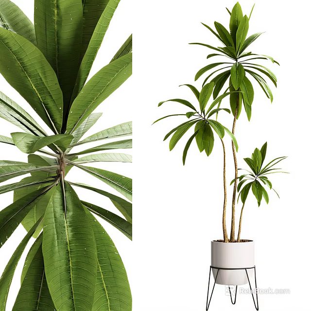 Bonsai Potted Plant With Large Green Leaves And Slender Stems In White Pot 3d model 