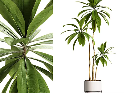 Bonsai Potted Plant With Large Green Leaves And Slender Stems In White Pot 3d model