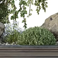 Bonsai Plants Featuring Weeping Willow Pine Tree Stones Small Green Shrubs On Wooden Tray