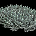 Aquatic Animals Inhabiting Branching Coral Structure Underwater Habitat