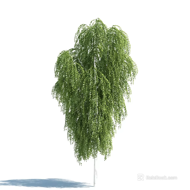 Tall Weeping Willow Tree With Lush Green Hanging Branches And Foliage 3d model 