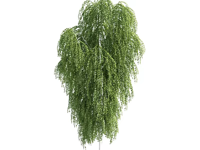 Tall Weeping Willow Tree With Lush Green Hanging Branches And Foliage 3d model