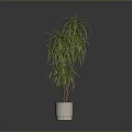 Decorative Green Plant With Long Slender Leaves And Yellow Stripes In White Pot
