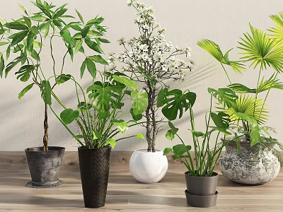 Indoor Bonsai and Potted Plants with Various Green Leaves and Decorative Planters on Wooden Table 3d model