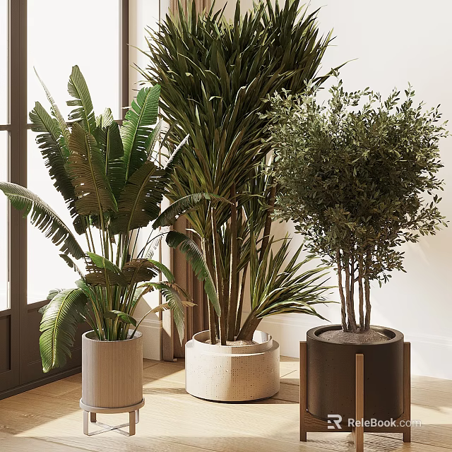 Tall Green Indoor Plants And Potted Olive Tree In White Beige Dark Planters Modern Interior 3d model 