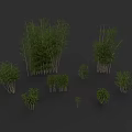 Different Types Of Bamboo Plants With Green Foliage And Tall Stems Displayed In Clusters