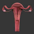 3D Model of Female Reproductive Organs Uterus Fallopian Tubes and Ovaries