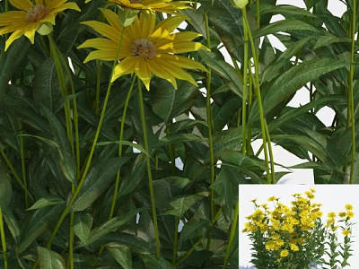 Vibrant Yellow Flowers with Lush Green Leaves in Garden 3d model