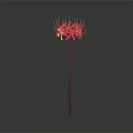 Red Spider Lily With Long Thin Red Petals And Green Stem Against Gray Gradient Background