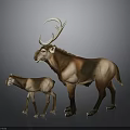 Adult Deer With Large Antlers And Fawn Standing On Gray Background