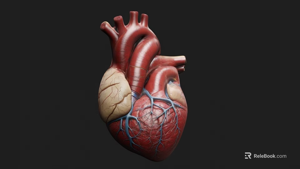 Highly Detailed Human Heart Anatomical Medical Device for Educational 3d model 