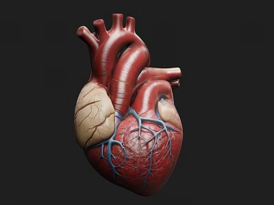 Modern Heart Human Organs Medical Devices 3d model