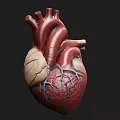 Highly Detailed Human Heart Anatomical Medical Device for Educational