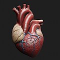 Modern Heart Human Organs Medical Devices 3d model