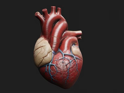 Highly Detailed Human Heart Anatomical Medical Device for Educational 3d model Highly Detailed Human Heart Anatomical Medical Device for Educational 3d model