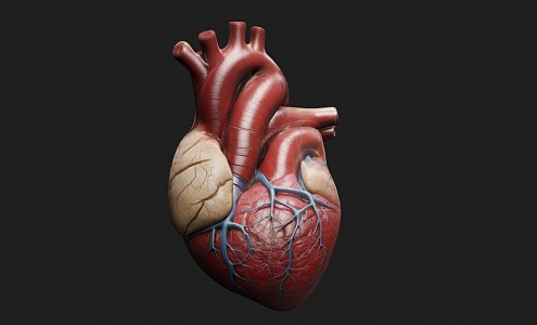 Modern Heart Human Organs Medical Devices 3d model