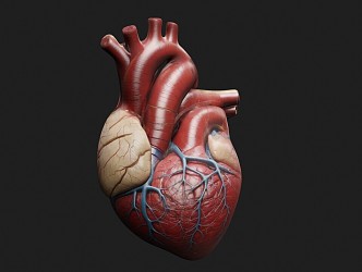 Modern Heart Human Organs Medical Devices 3d model