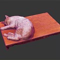 White and orange cat peacefully curled up sleeping on flat wooden tray