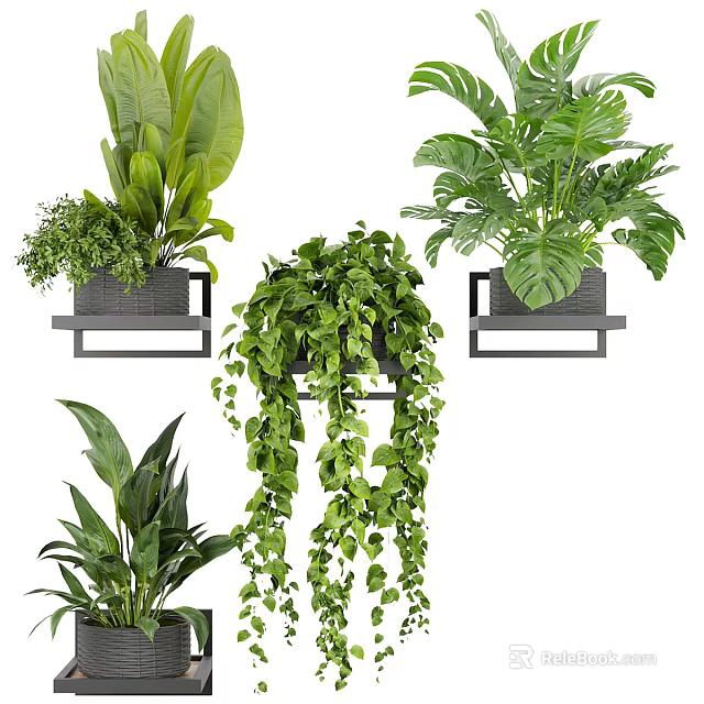 Indoor Potted Plants With Various Leafy Green And Hanging Vines On Wall Mounted Shelves 3d model 