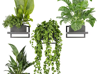 Indoor Potted Plants With Various Leafy Green And Hanging Vines On Wall Mounted Shelves 3d model