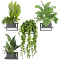 Indoor Potted Plants With Various Leafy Green And Hanging Vines On Wall Mounted Shelves