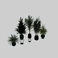 Indoor Decorative Plant Arrangement With Green Foliage And Black Geometric Planters