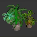 Decorative Indoor Potted Plants with Green and Red Variegated Leaves in Ceramic Pots