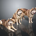 Three Brown And White Husky Dogs Standing On Dark Reflective Background