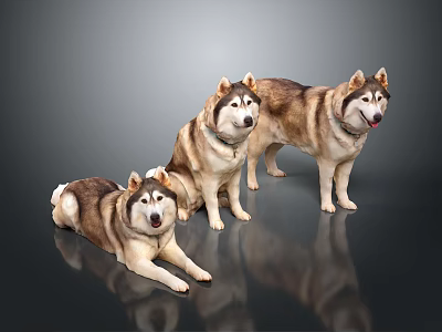 Three Brown And White Husky Dogs Standing On Dark Reflective Background 3d model