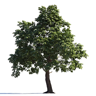 Tall Healthy Arbor With Lush Green Foliage And Thick Brown Trunk 3d model