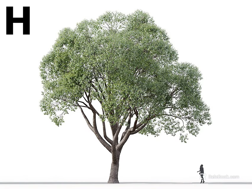 Tall Arbor With Lush Green Foliage And Sturdy Trunk Near Walking Person 3d model 