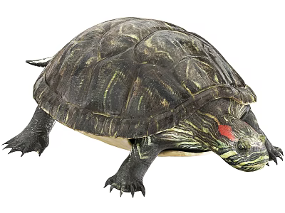 Aquatic Turtle With Textured Shell Red Marking On Head And Webbed Limbs 3d model