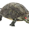 Aquatic Turtle With Textured Shell Red Marking On Head And Webbed Limbs