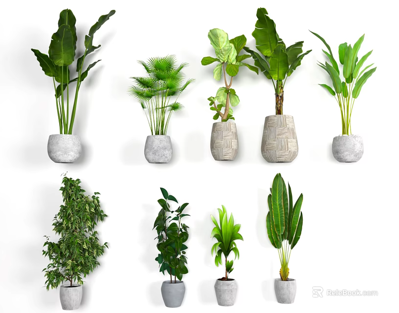 Various Indoor Potted Plants With Different Leaf Types And Decorative Pots 3d model