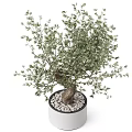 Decorative Olive Tree Ornament With Bent Trunk Green Leaves In White Planter