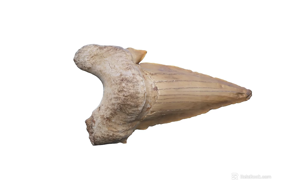 Ancient Large Fossilized Tooth With Natural Prehistoric Texture And Shape 3d model 