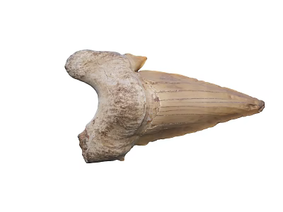 Ancient Large Fossilized Tooth With Natural Prehistoric Texture And Shape 3d model