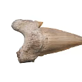 Ancient Large Fossilized Tooth With Natural Prehistoric Texture And Shape 3d model