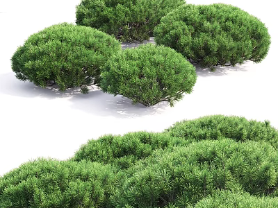 Lush Green Evergreen Arbors With Round Crowns And Dense Foliage 3d model