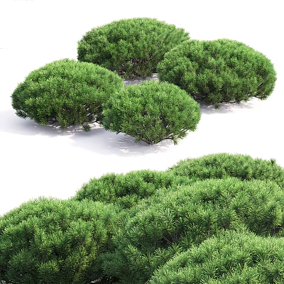 Lush Green Evergreen Arbors With Round Crowns And Dense Foliage 3d model