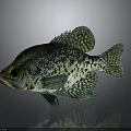 Vivid Green Spotted Fish with Intricate Scales and Clear Reflection on Gray Background