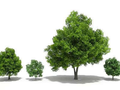 Large Green Arbor Tree in Center with Three Smaller Arbor Trees on White Background 3d model