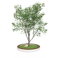 Arbor With Green Leaves In Circular Planter With White Edge Green Grass And Stone