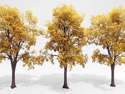 Autumn Arbor Trees Featuring Golden Leaves And Dark Trunks On White Background 3d model