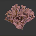 Vibrant Yellow Coral Polyps Marine Animal With Branched Textured Structure On Dark Background