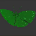 Black Butterfly With White Spotted Wings And Red Accents Against Dark Background With Reflective Surface